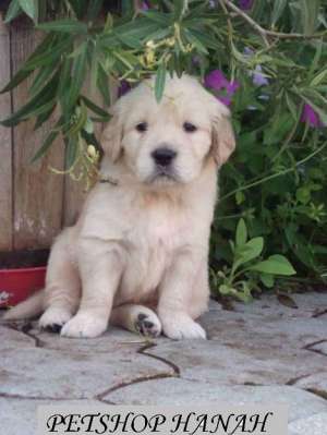 Pui Golden retriever de vanzare