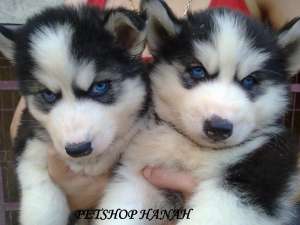 Pui Husky de vanzare