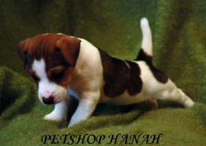 Pui Jack russel terrier de vanzare
