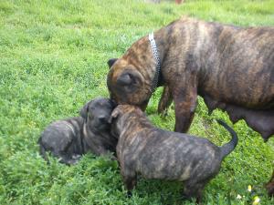 Vind pui Dogo Canario