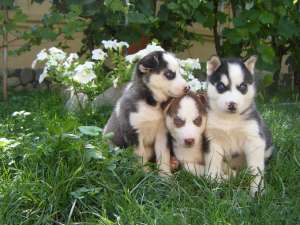 vand 8 catelusi Husky Siberieni