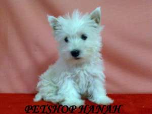 Pui Westie de vanzare