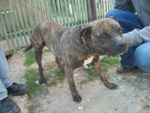 afer spre adoptie mascul pitbul