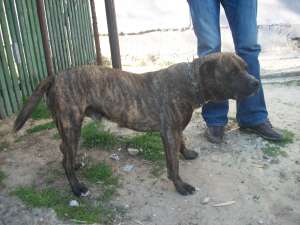 afer spre adoptie mascul pitbul