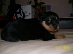 VAND PUI  ROTTWEILER