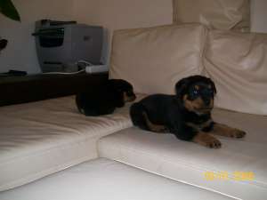 VAND PUI  ROTTWEILER