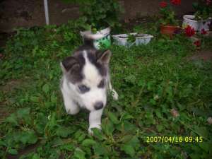 catei husky 500 ron