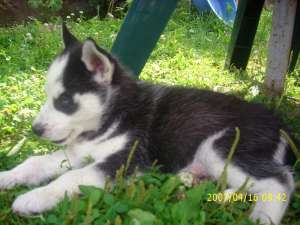 catei husky 500 ron