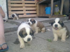 vand pui saint bernard