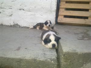 vand pui saint bernard