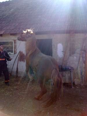 vand SEMIGREU