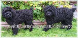 Catei Schnauzer Urias de vanzare