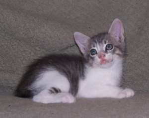 Pisicuta 2 luni spre adoptie