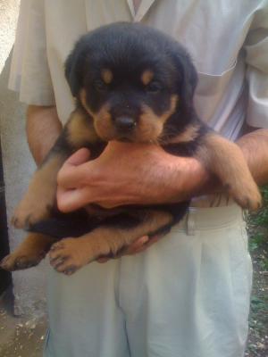 Vand pui de Rottweiler
