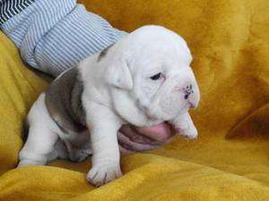 bulldog catelus