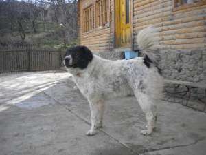 ciobanesc de bucovina