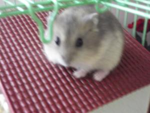 donez puiuti de hamster pitic