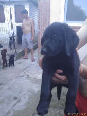 Vand 2 pui labrador