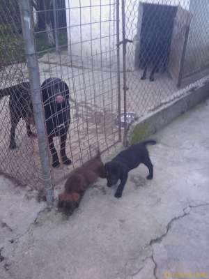 Vand 2 pui labrador