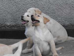 vand catei rasa labrador