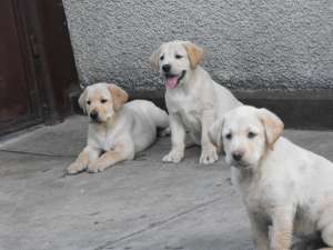 vand catei rasa labrador