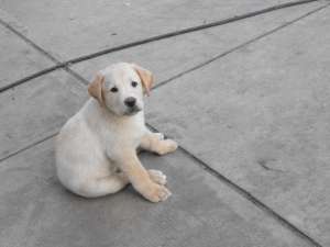 vand catei rasa labrador
