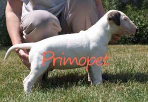 Vanzare Bull Terrier