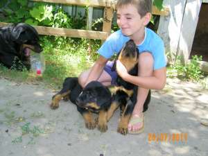 vand pui rottweiler