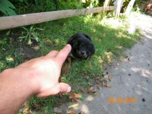 vand pui rottweiler