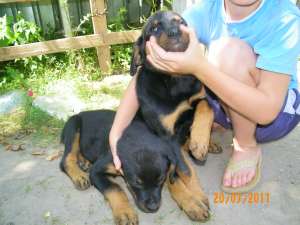 vand pui rottweiler