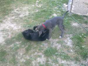 vand pui cane corso mascul