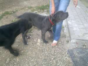 vand pui cane corso mascul
