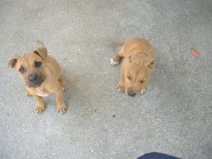 Vand pui amstaff
