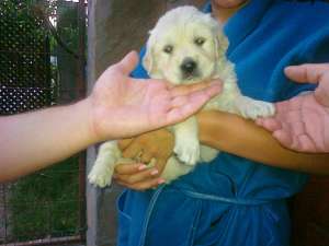 Vand catel golden retriever