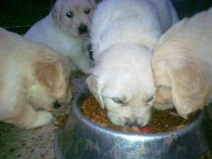 Vand catel golden retriever