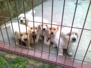 Vand catel golden retriever