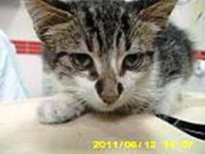 Motanel frumos pt adoptie