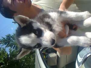 husky siberian  500 ron