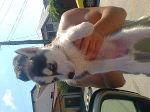 husky siberian  500 ron
