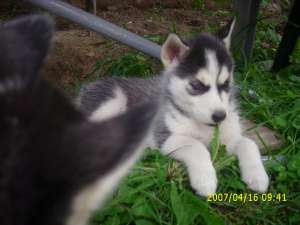 husky siberian  500 ron