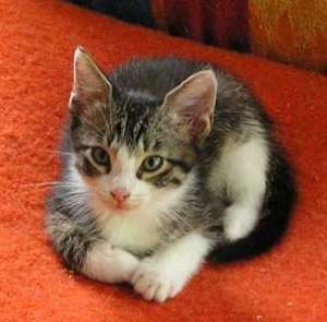 Pui de pisicuta spre adoptie