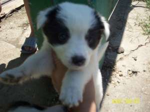 border collie de vanzare