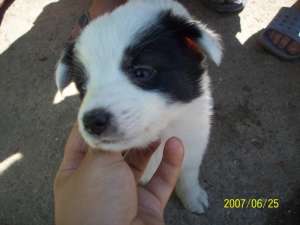 border collie de vanzare