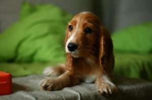 Cocker spaniel englez (Mascul,  3 luni)