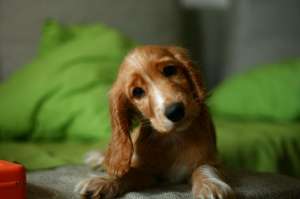 Cocker spaniel englez (Mascul,  3 luni)