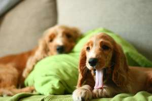 Cocker spaniel englez (Mascul,  3 luni)