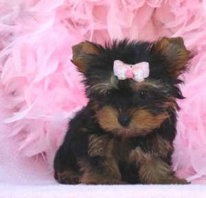 Yorkshire Terrier