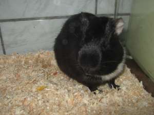 vand porcusor de guineea