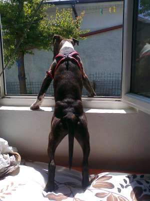 Vand Amstaff 6 luni
