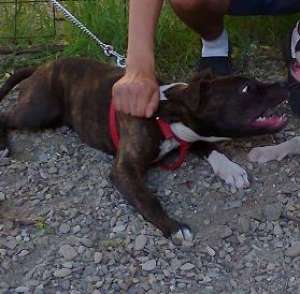 Vand Amstaff 6 luni